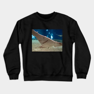 fish, ocean, marine life, ray, shark, stingray- sawfish Crewneck Sweatshirt